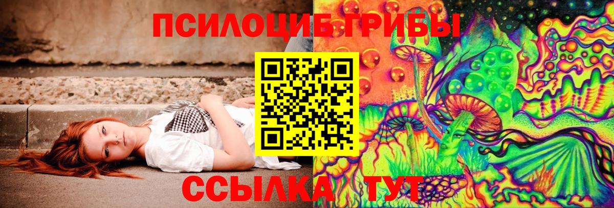 Губкин  Псилоцибиновые грибы Cubensis  Вход с VPN 